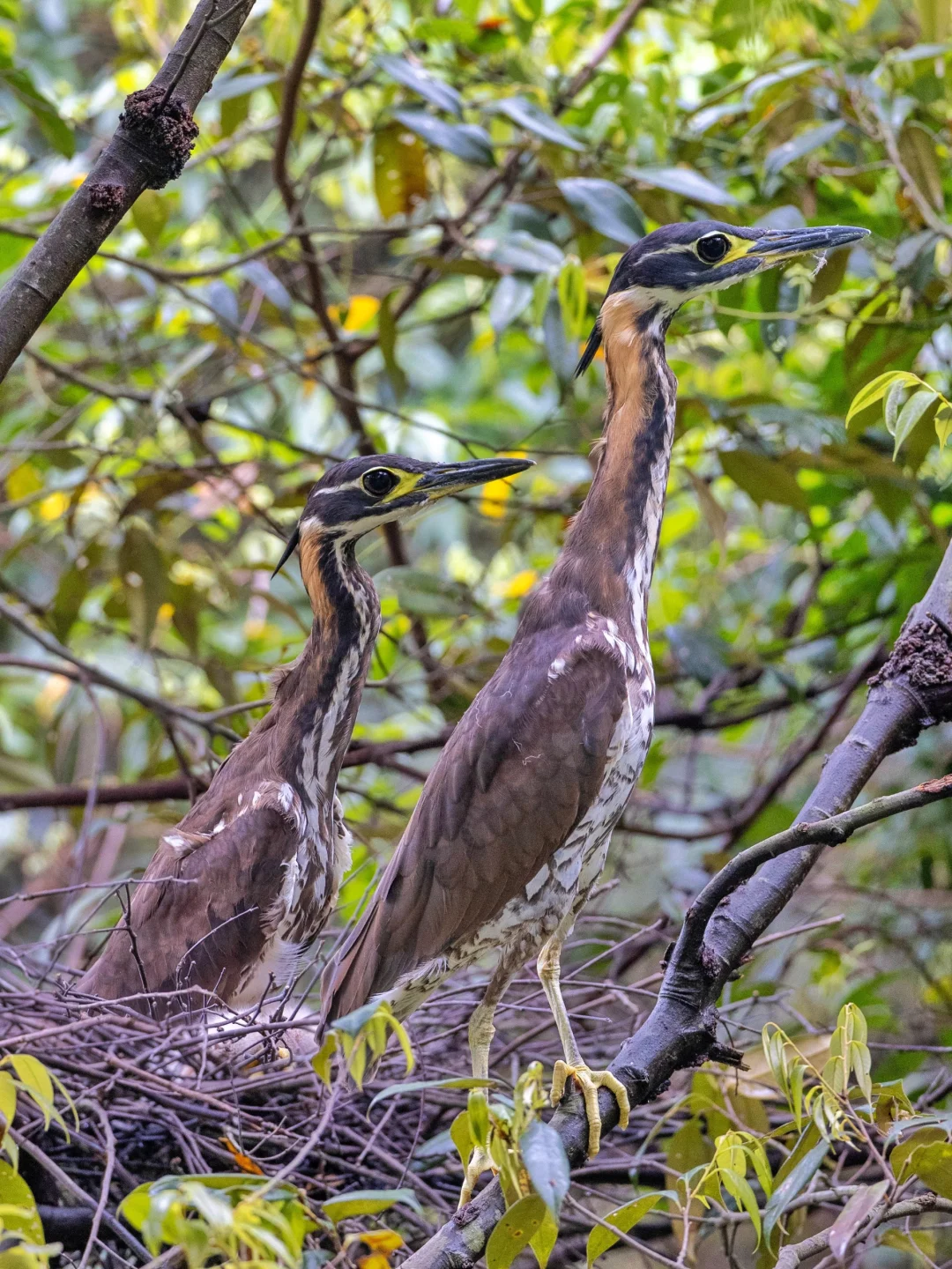 外星生物竟然在地球繁衍后代？！