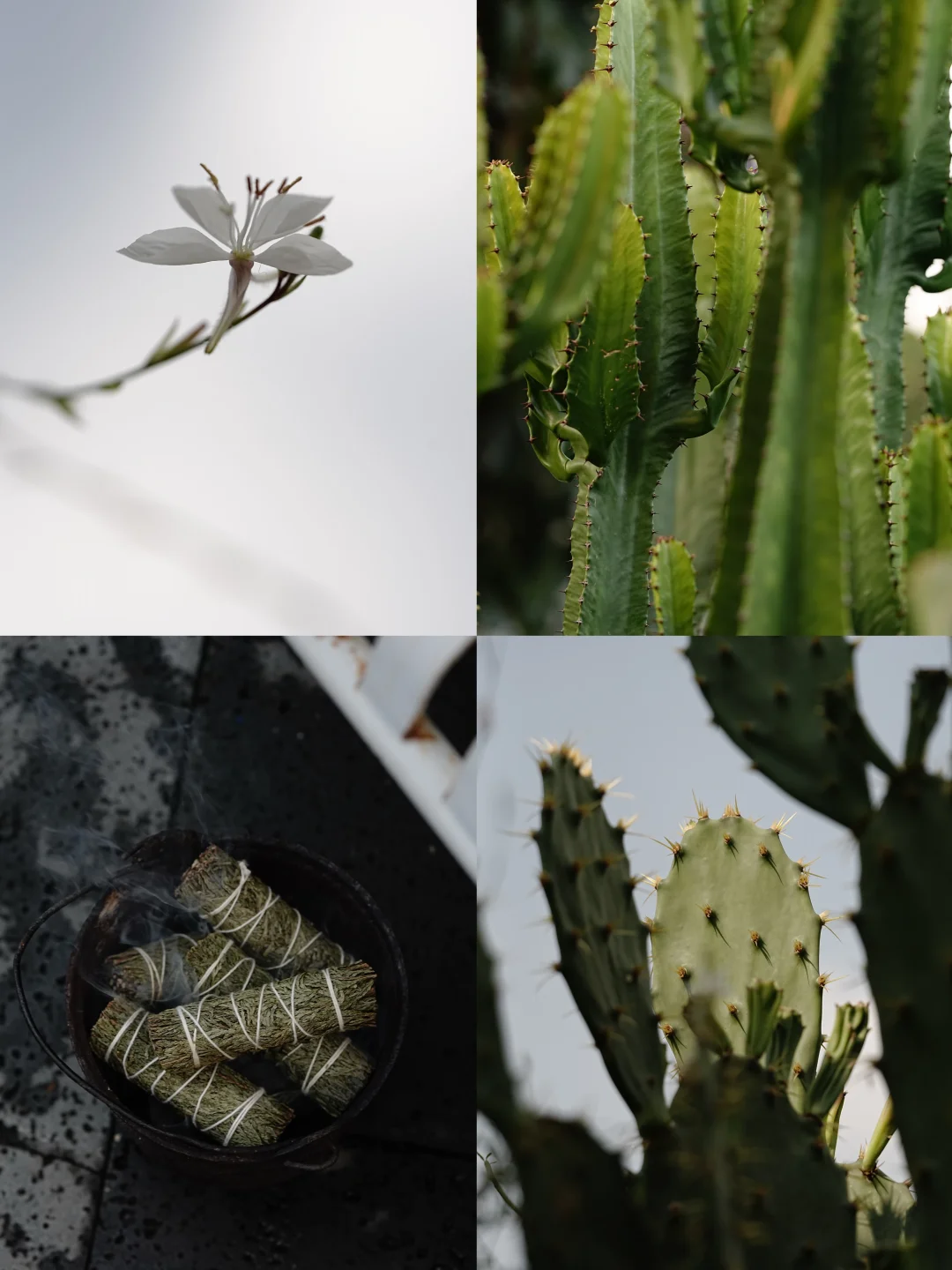 节日的热闹之外，植物有自己的生长节奏