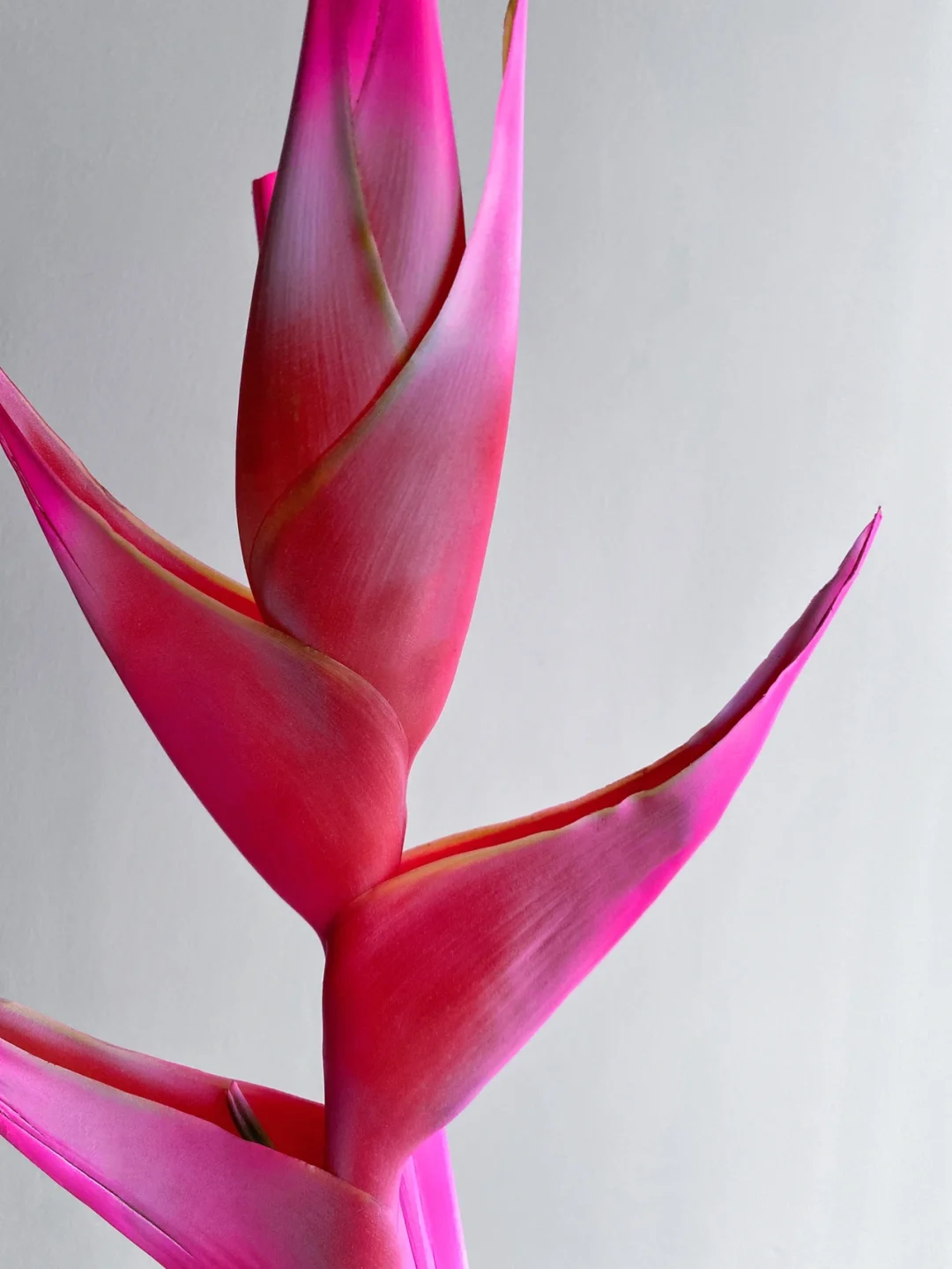 带你每天认识一种花材150｜华伦天奴粉蝎尾蕉