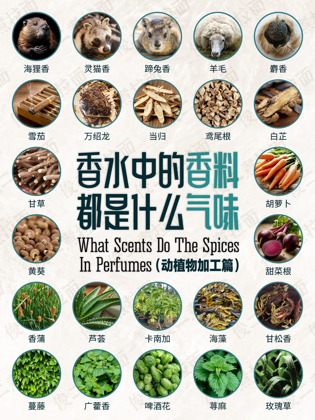 香水中的香料都是什么气味（动植物加工篇）