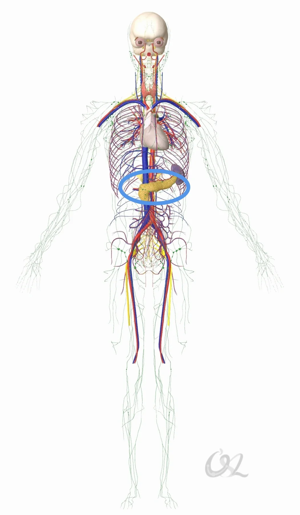可以把胰岛素比作童子军，她们偶尔来敲你的门，给你送饼干。如果你们小区的每个房子是