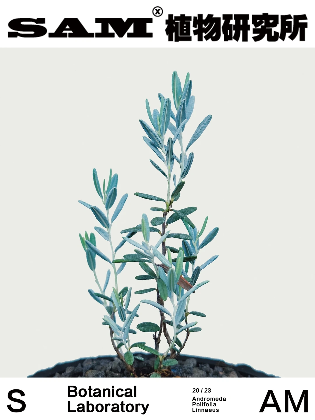 蓝冰｜Andromeda Polifolia L.