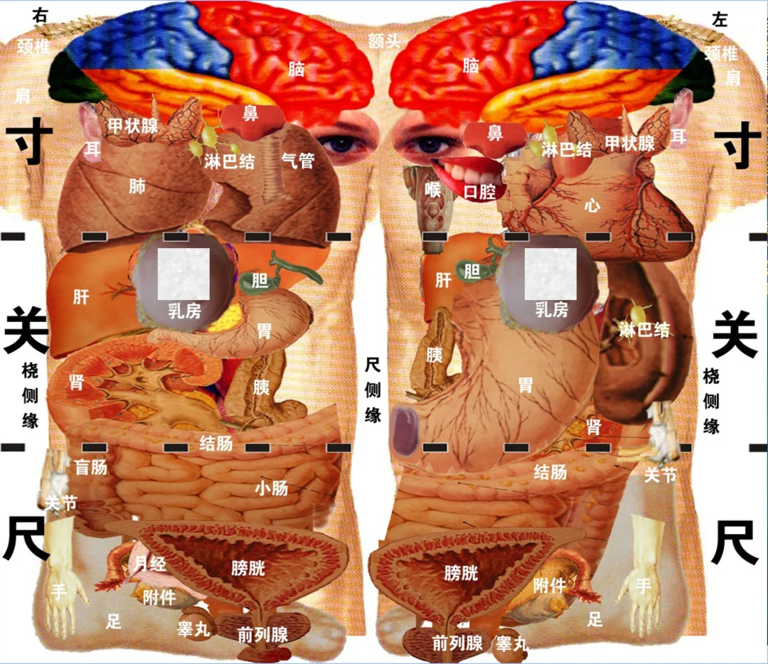 ⭐️分享寸口脉图，懂得探讨一下哈～