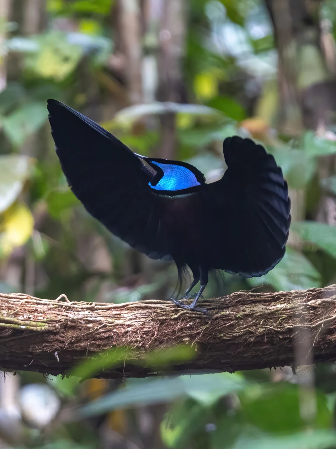 找找我的头在哪儿：丽色掩鼻风鸟的求偶舞蹈