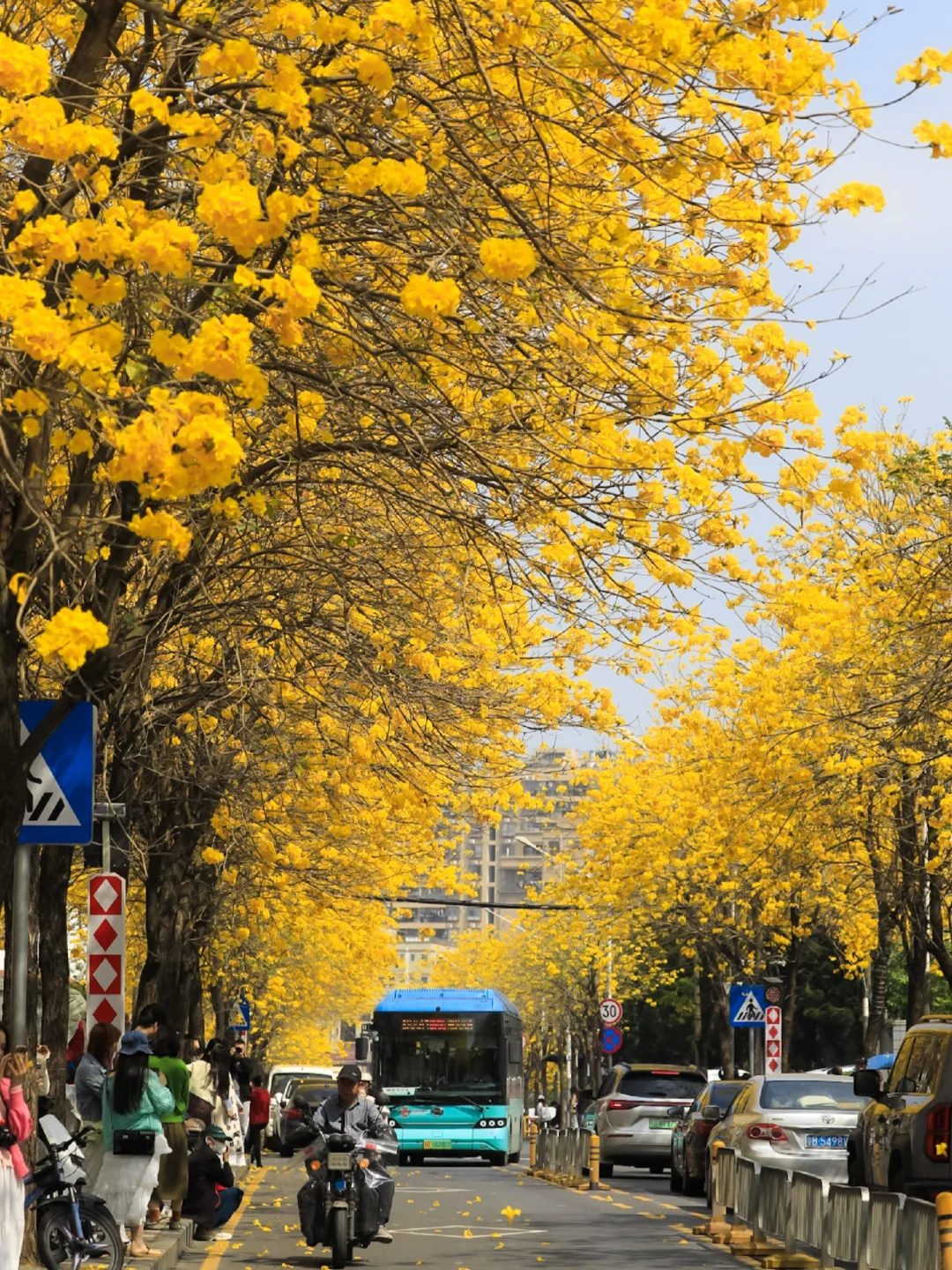 深圳，春天的鲜花大道具象化了🌼