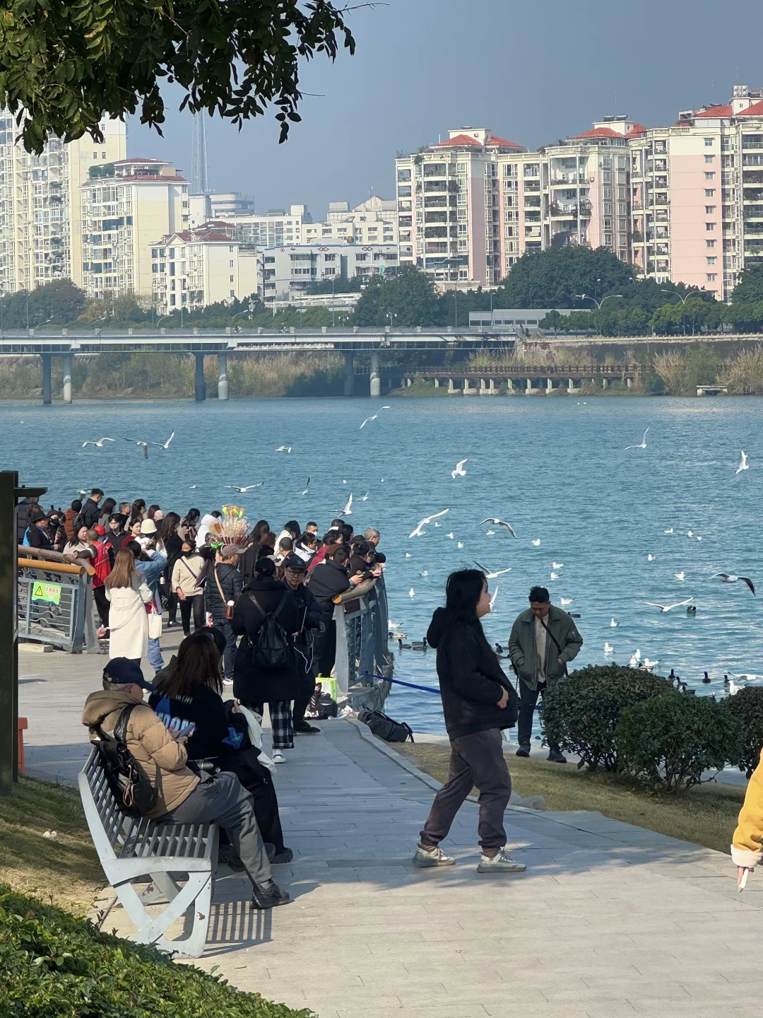 11.27live实拍🚅动车40分钟直达看海鸥！