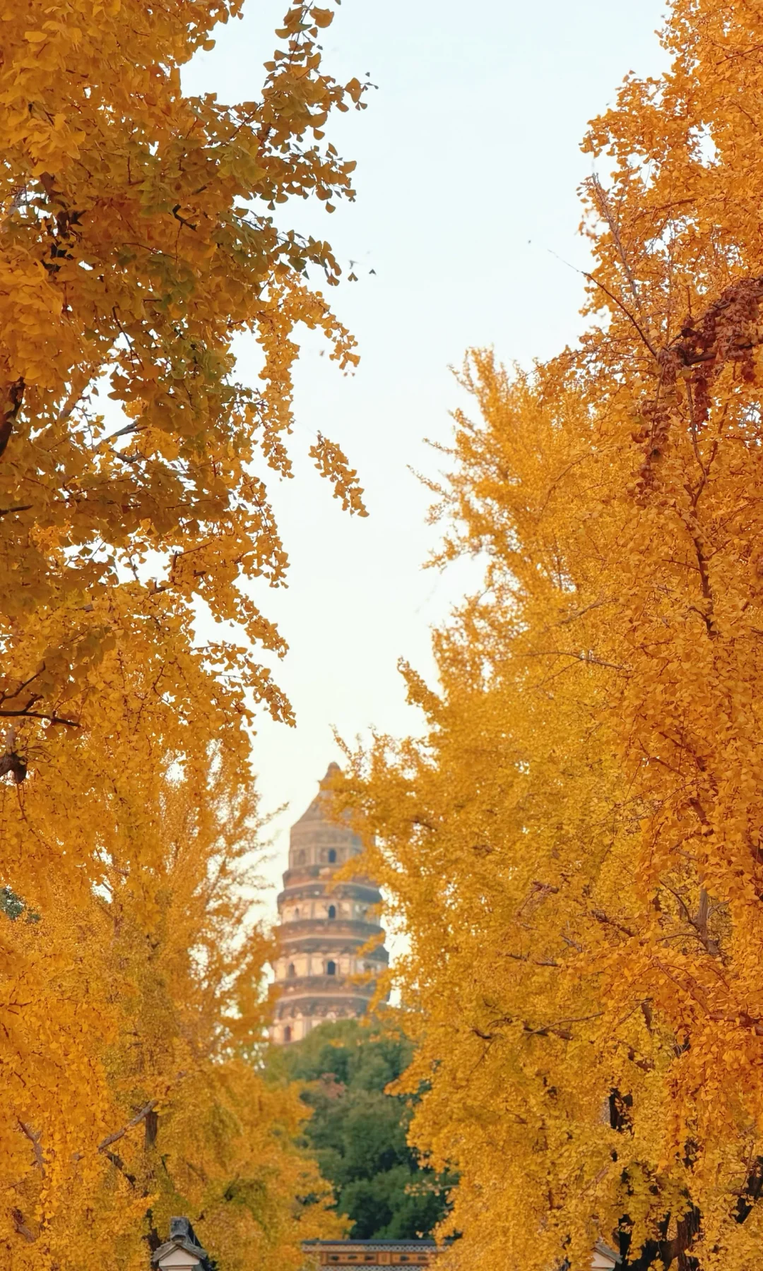 虎丘的秋真的是一个天然调色盘🍁🍂内附攻略