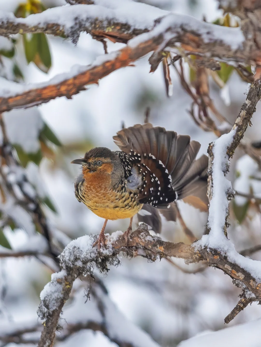 这个季节还能看到雪中舞蹈的大噪鹛