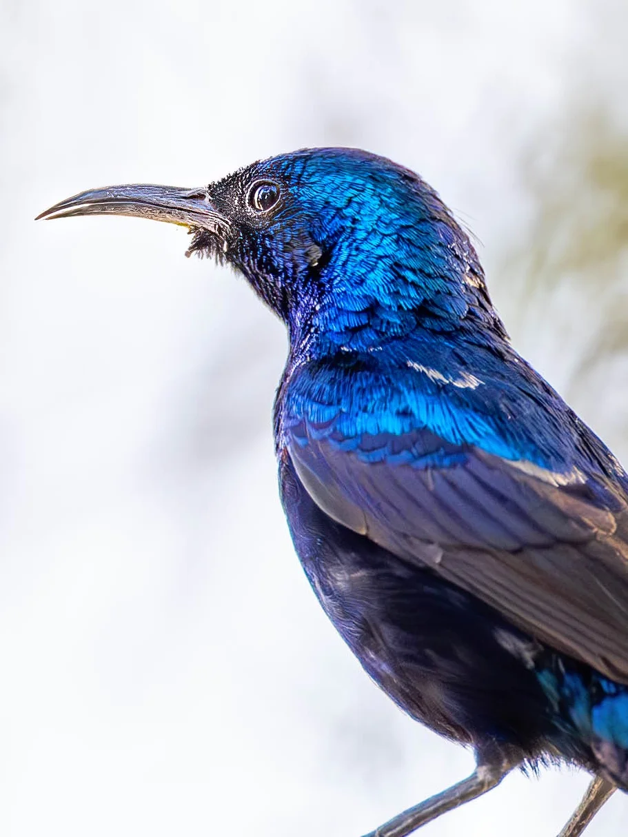 发出金属蓝紫光的小鸟