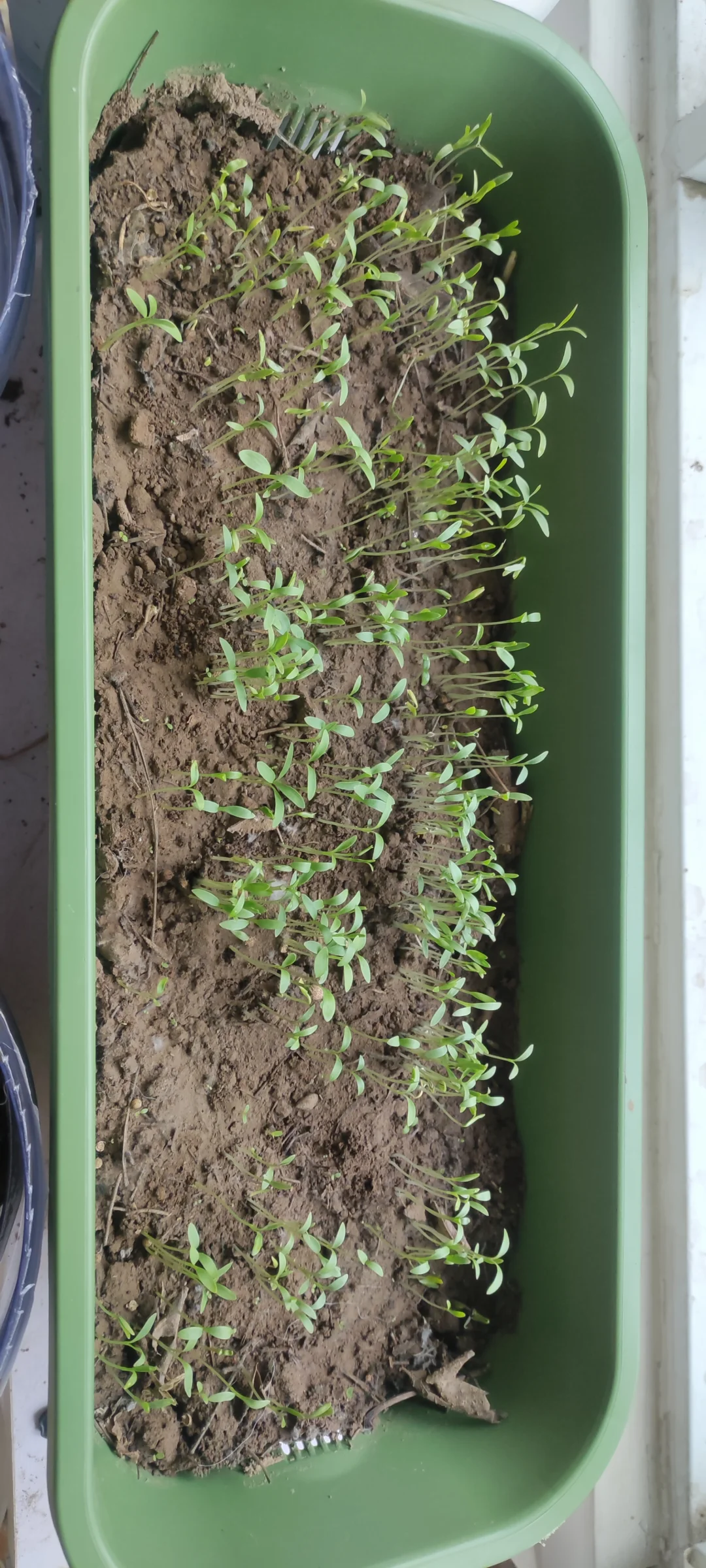 种菜(9)