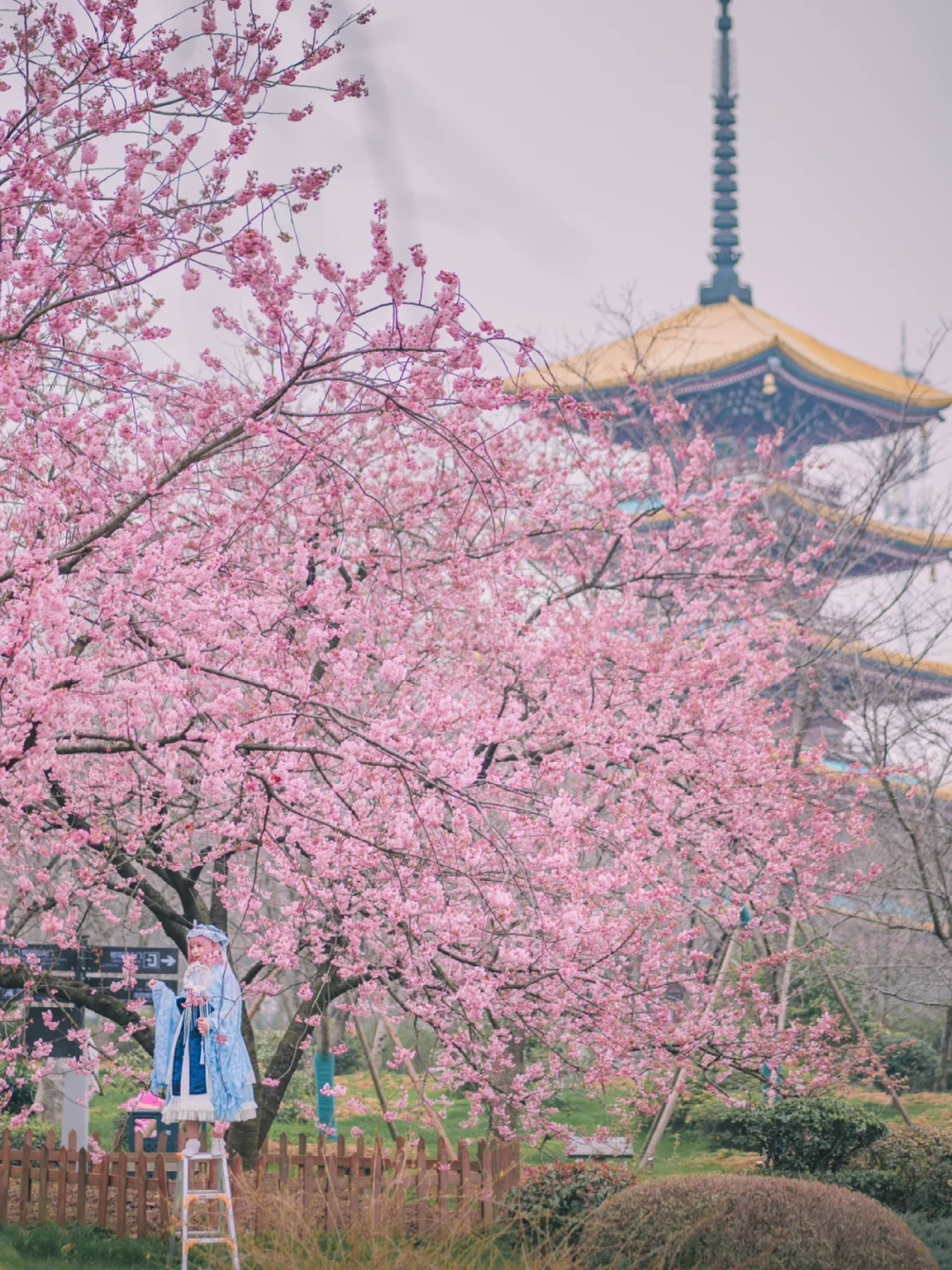 明天9点武汉30万张免费门票发出‼️抢票攻略