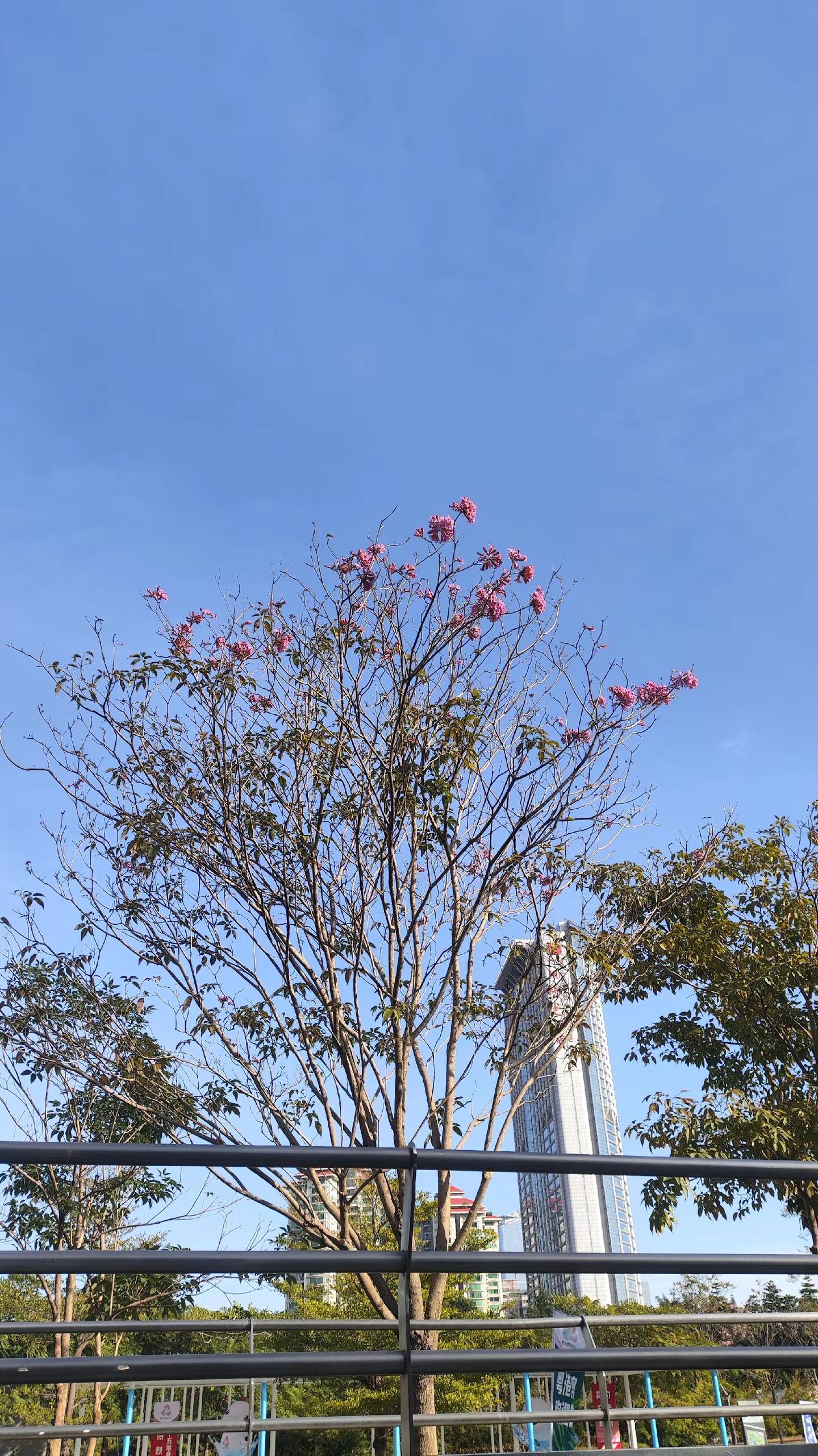 十一月之美 天河公园紫花风铃木