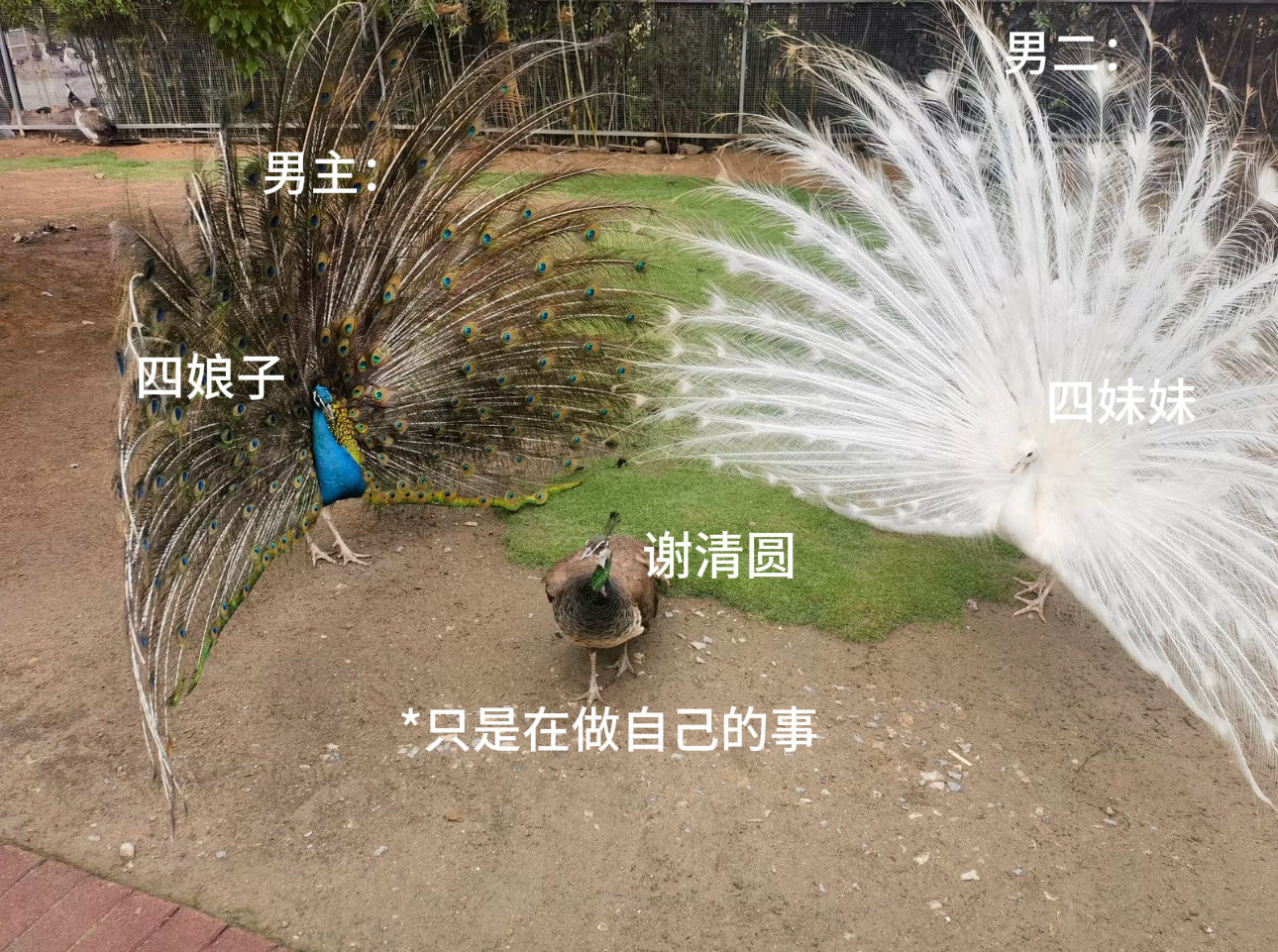 一瓯春每次三人同框画风be like ​
