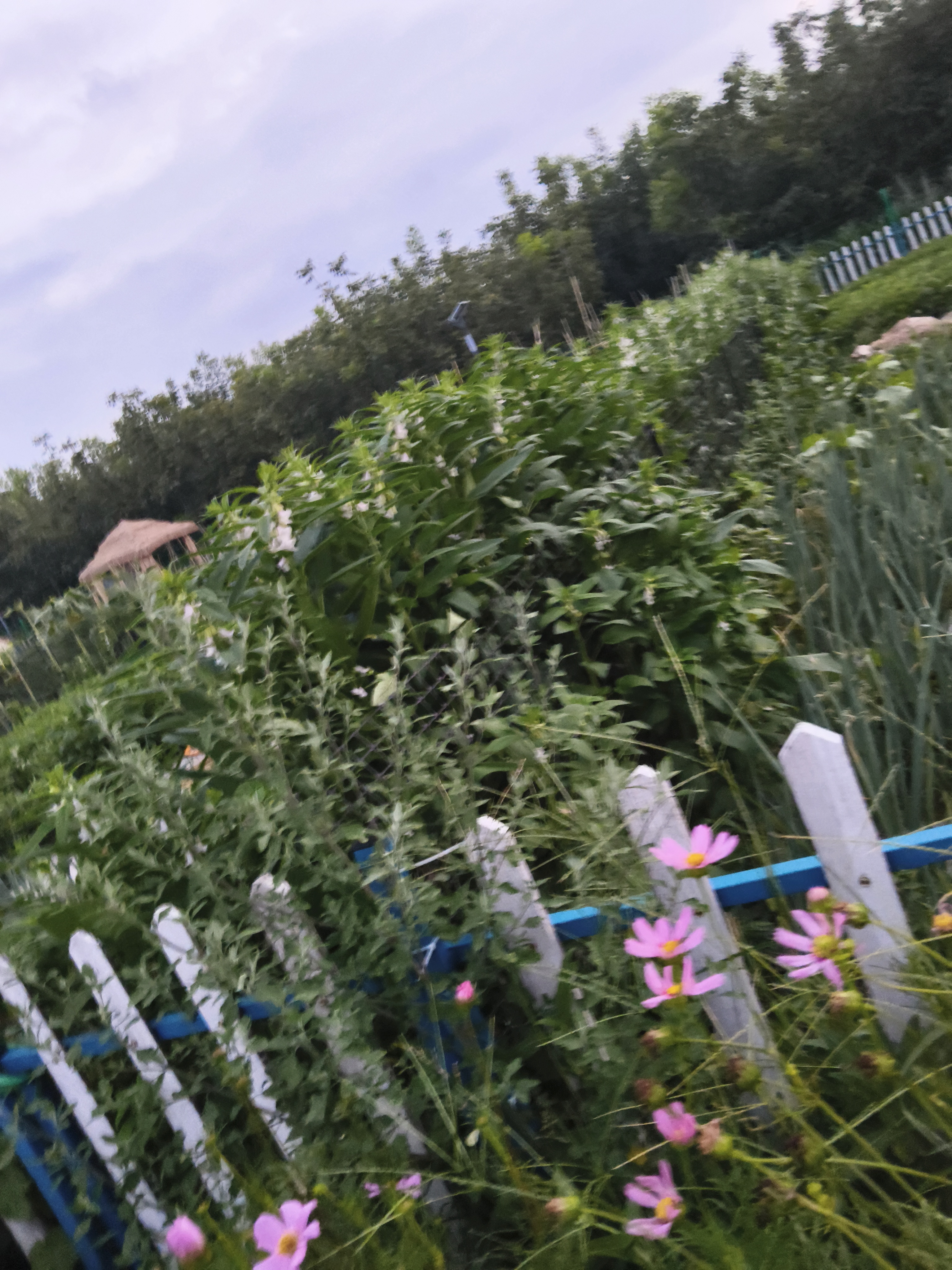 秋日生活打卡季芝麻开花节节高，也㊗️学子们更上一层楼
