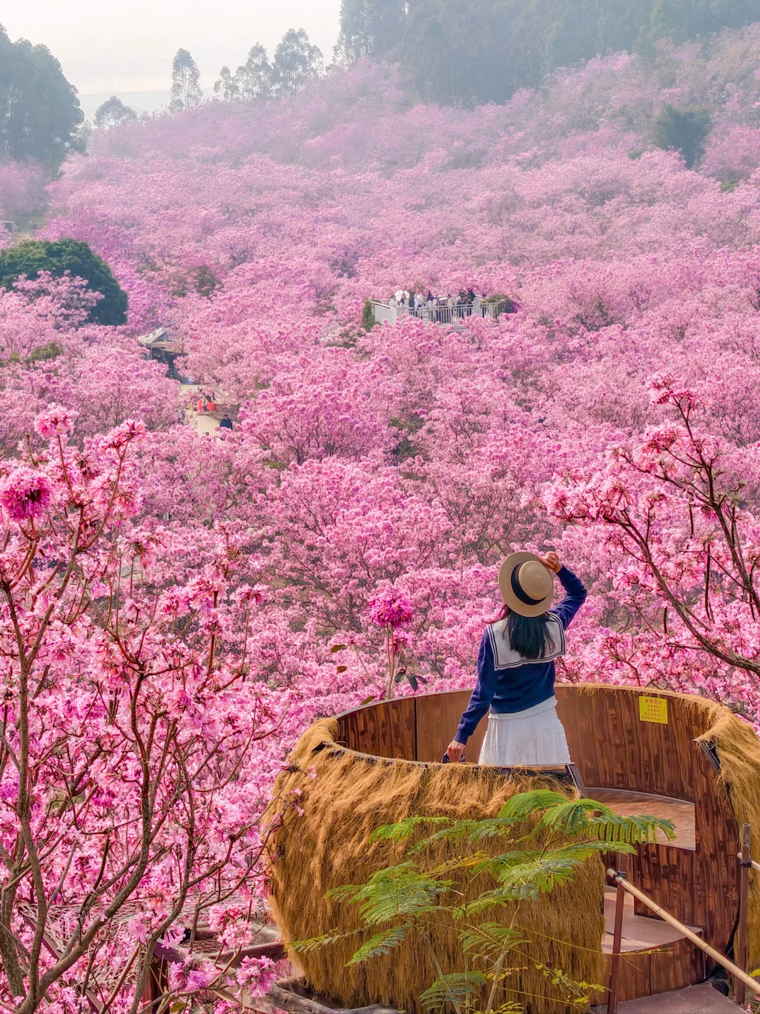 12.29实拍🌸广东开满山谷的粉色花海好震撼