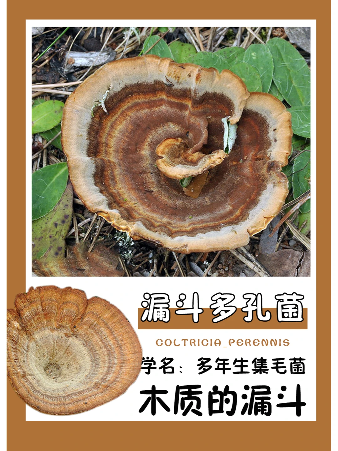 像不像铅笔屑？