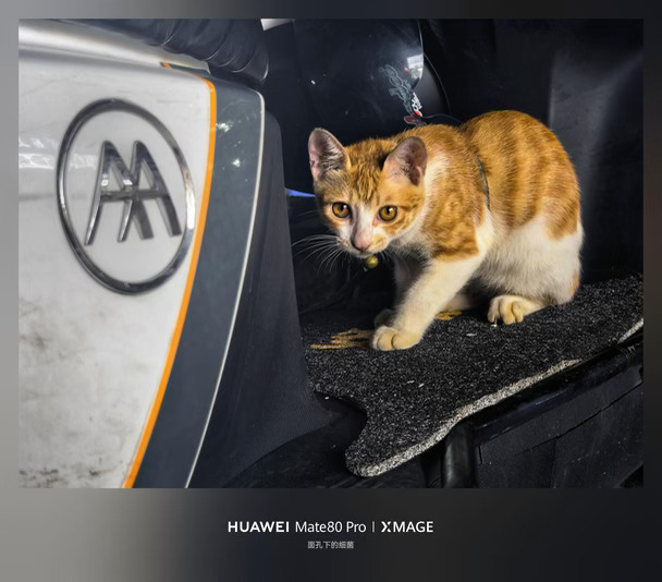 偶遇一只小橘猫
