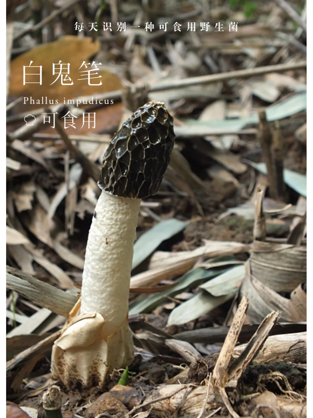 白鬼笔，很臭很臭，但是也挺好吃