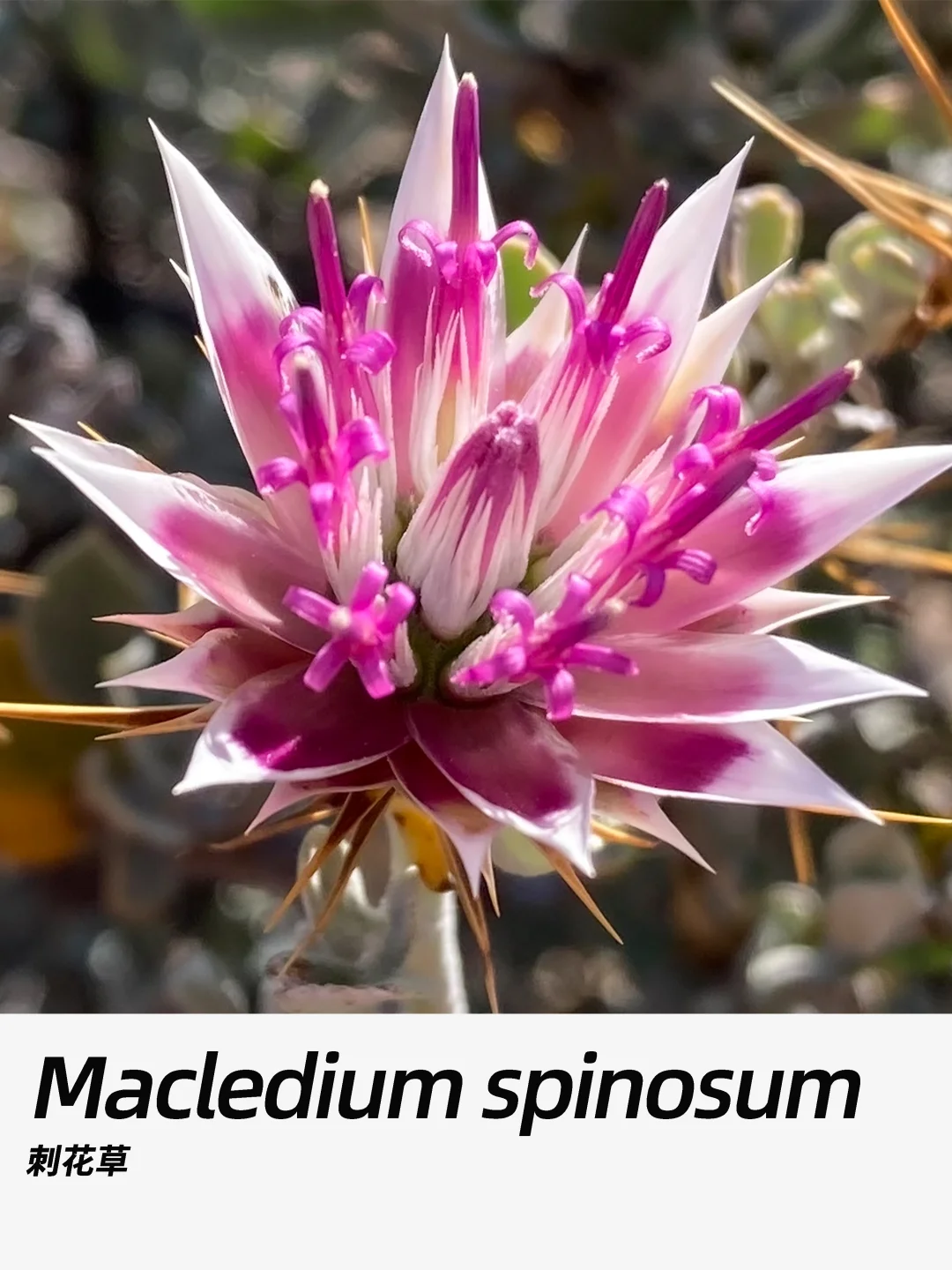 带你每天认识一种花材359｜刺花草