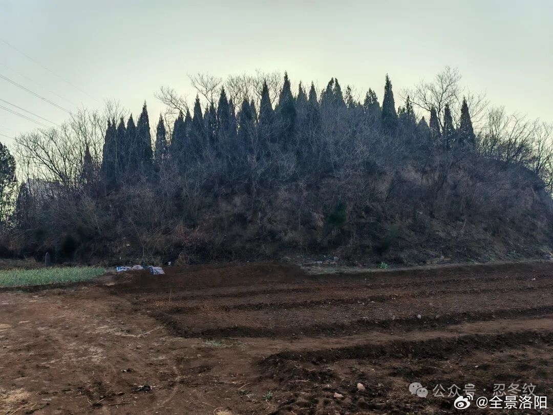 洛阳旅游 【洛阳北邙山探墓路线｜从西向东串起半部中国史】👇 来洛阳别只挤龙门白马寺了！这条北邙山从西向东的探墓路线，才是历史爱好者的私藏天堂✅ 第一站：北魏孝文帝长陵站在封土堆前，能直接摸到北魏汉化改革的余温，千年前那个把整个民族融入中原的帝王，最终长眠在这片邙山土地上✅ 第二站：宣武帝景陵（古墓博物馆内）不用跑远就能下到北魏地宫，踩着千年的青砖抬头望，穹顶的星光仿佛还和千年前一模一样✅ 一路向东：元诩定陵→元子攸静陵→李煜墓→王之涣墓→班超墓→孟郊墓投笔从戎的定远侯、写出“欲穷千里目”的诗人、写下“慈母手中线”的游子，全都把最后的归宿安在了北邙山✅ 收尾站：东汉南北兆域+嵇康、曹丕、司马炎、杜甫、伯夷叔齐遗迹从东汉风云走到魏晋风骨，从唐诗盛世走到先秦大义，脚下每一寸黄土，都藏着你课本里背过的名字这条路线人少景静，没有商业化的喧闹，只有和千年前历史人物的隔空对话，懂的人来了直接破防👉 评论区蹲个喜欢历史，喜欢来洛阳北邙山扫墓访古寻迹的搭子，到洛阳可以让本地土著、文旅博主全程车接...