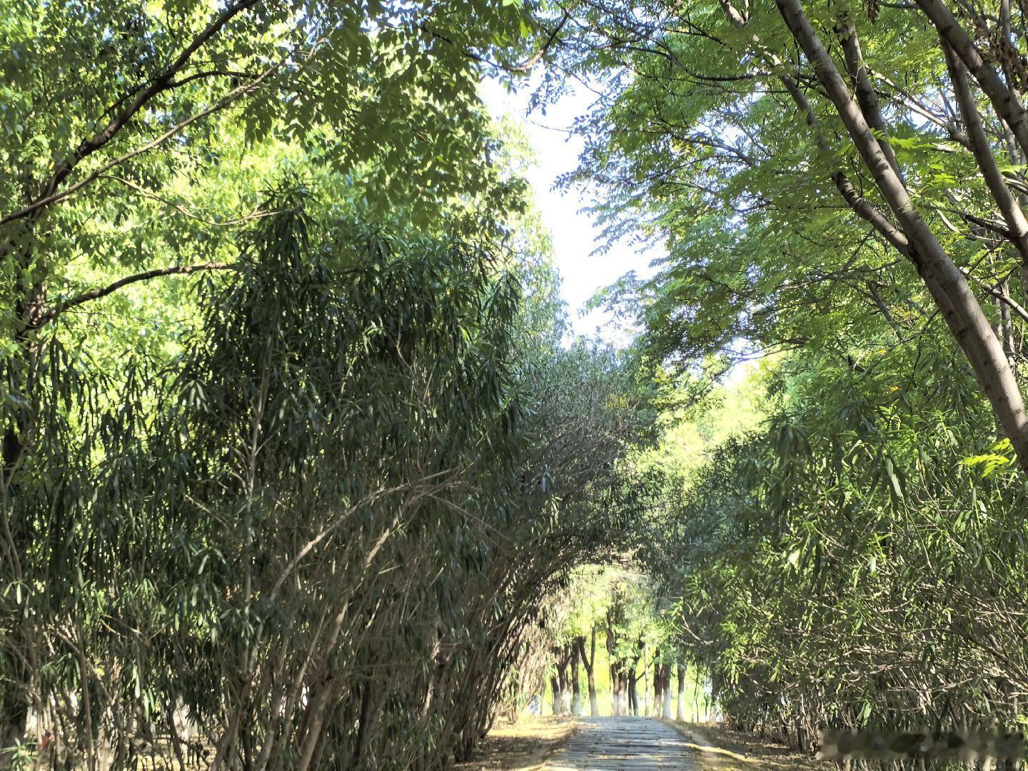 敬一丹大姐远去了，9月13号走的，人世间再也寻不到敬一丹大姐了，以前在电视上经常看到她的音容笑貌，侃侃而谈，如今，阴阳两隔，如同身边，一位熟悉的姐姐突然走远，我们再也不见……
        少年时， 敬一丹大姐照顾两弟弟生活，让我想起了自己小时候照顾弟弟的岁月，所以，敬一丹大姐，也是我心目 ​