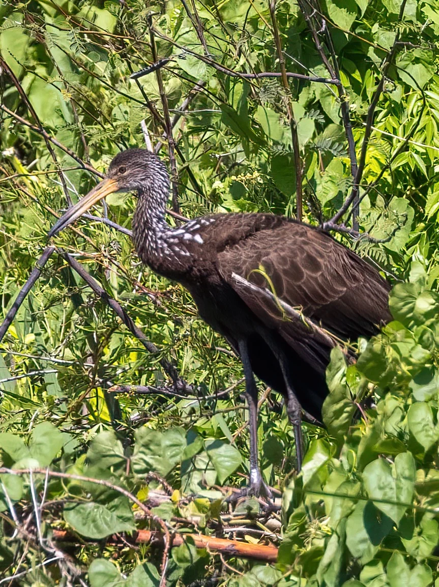在树丛里发现一只独特的鹤：秧鹤！
