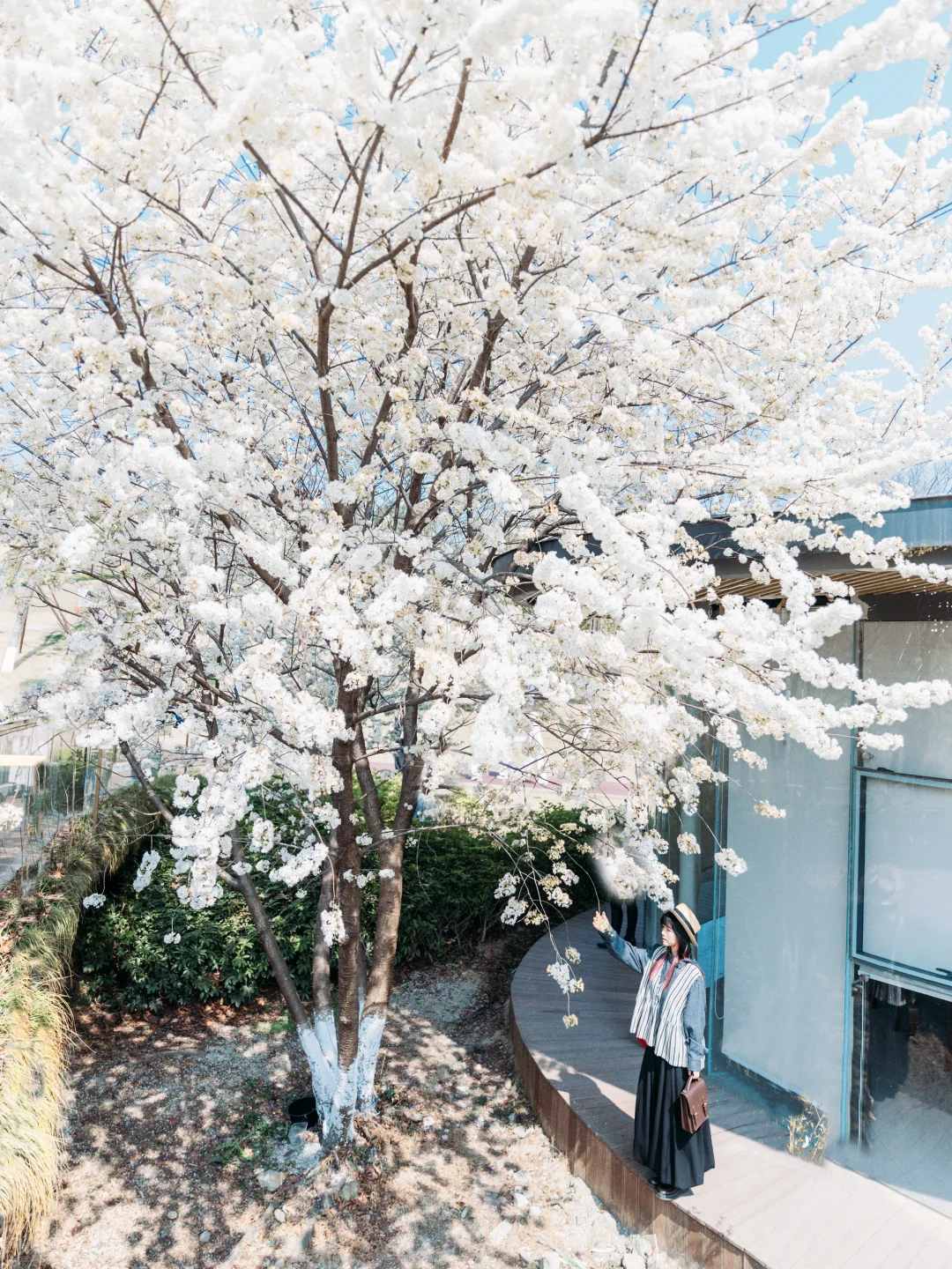 樱花季必学❗保姆级教程 ❗拍照姿势+参数+滤