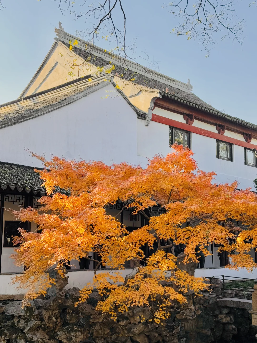 12.29实拍live🍁苏州怡园红枫压轴出场‼️