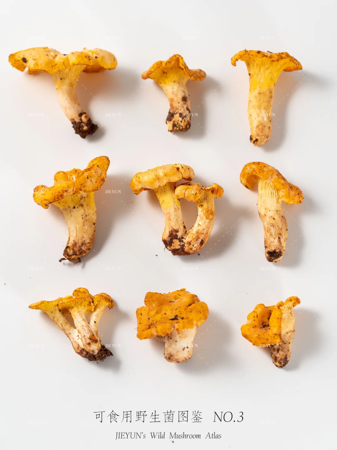 可食用野生菌图鉴NO.3 | 鸡油菌