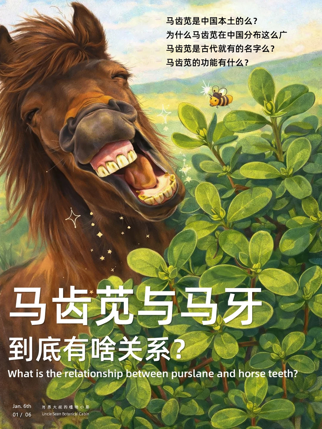 被杜甫嫌弃的马齿苋，和马牙有啥关系🐎