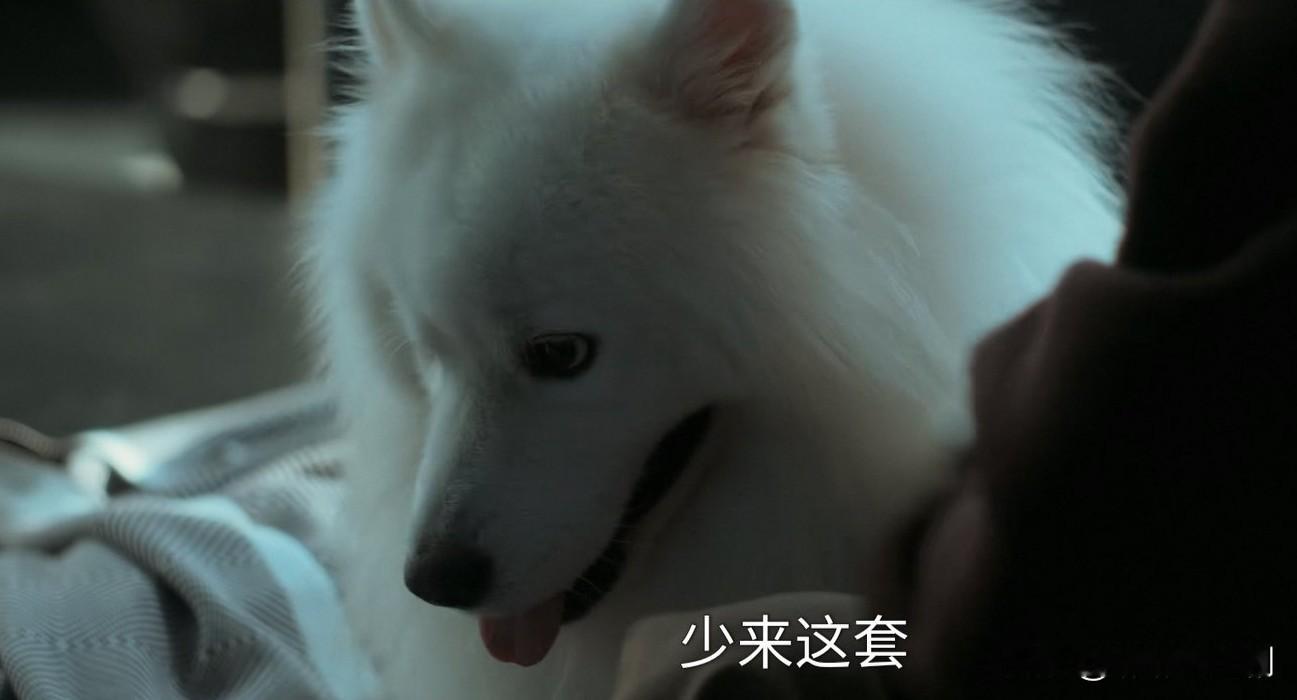 《早春晴朗》栾念这是爱屋及乌啊，哪怕卢克把他的家弄得乱七八糟，他也舍不得吼一下卢克，打狗屁股也是轻轻意思意思，这都是因为他太爱尚之桃了啊！

在认识尚之桃之前，栾念没有带过任何一个女孩去见过他的几个朋友，更不可能把一条狗带在身边。

如今与尚之桃谈恋爱，我觉得他能忍的东西越来越多了。像栾念这种超级自