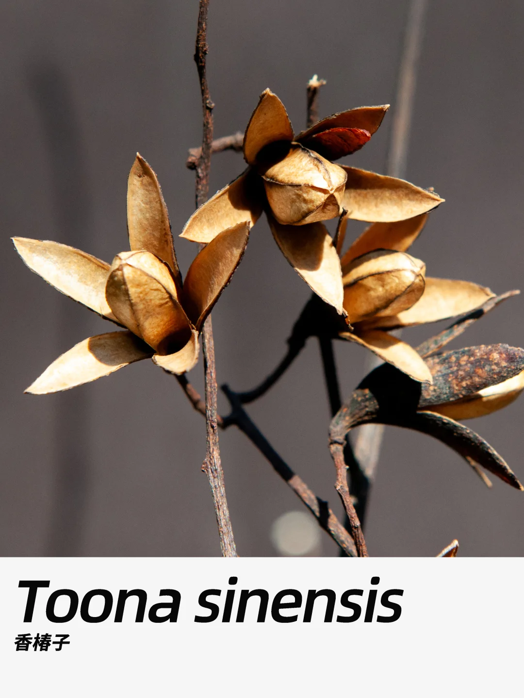 带你每天认识一种花材405｜香椿子