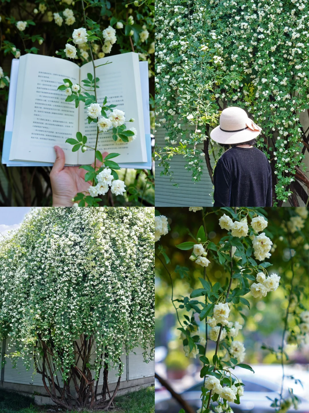 4.9实拍！在杭州邂逅了周杰伦歌里的七里香！