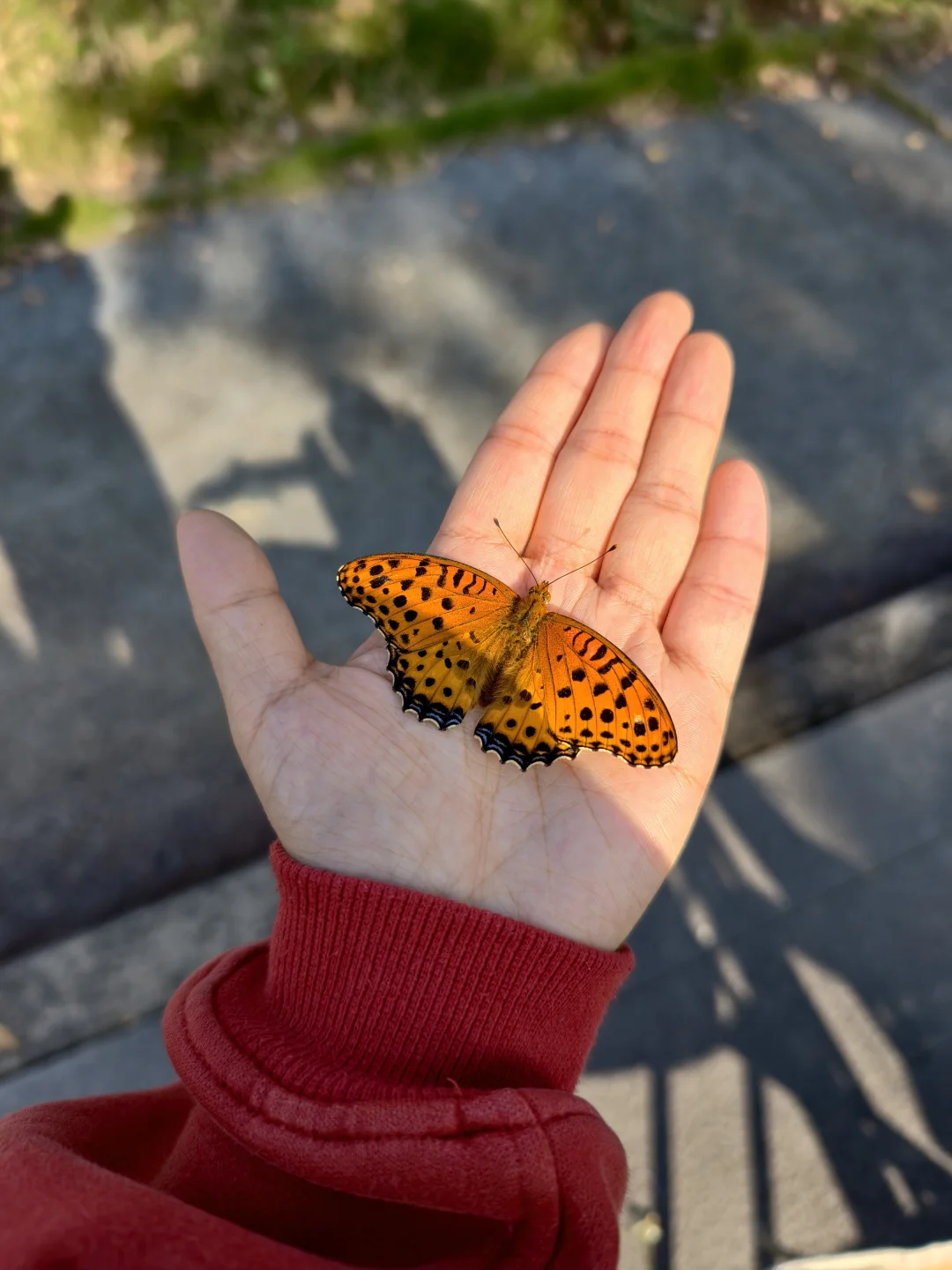 成都公园野采，“猫冬”的蝴蝶