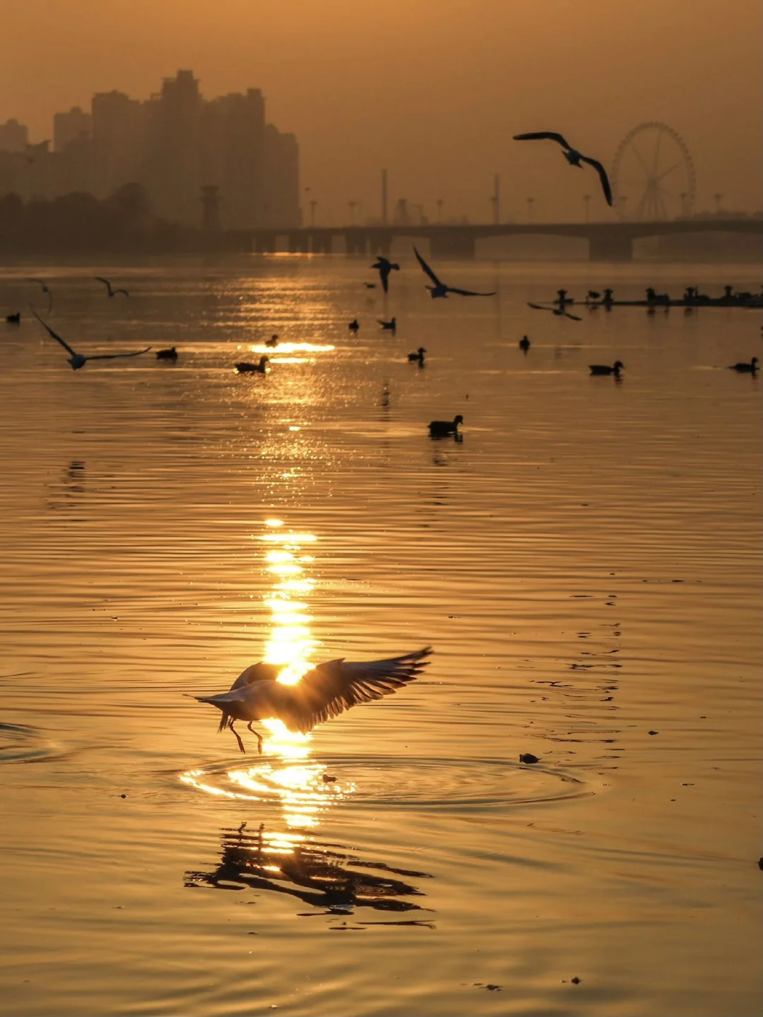 西安周边游 | 汉中看海鸥