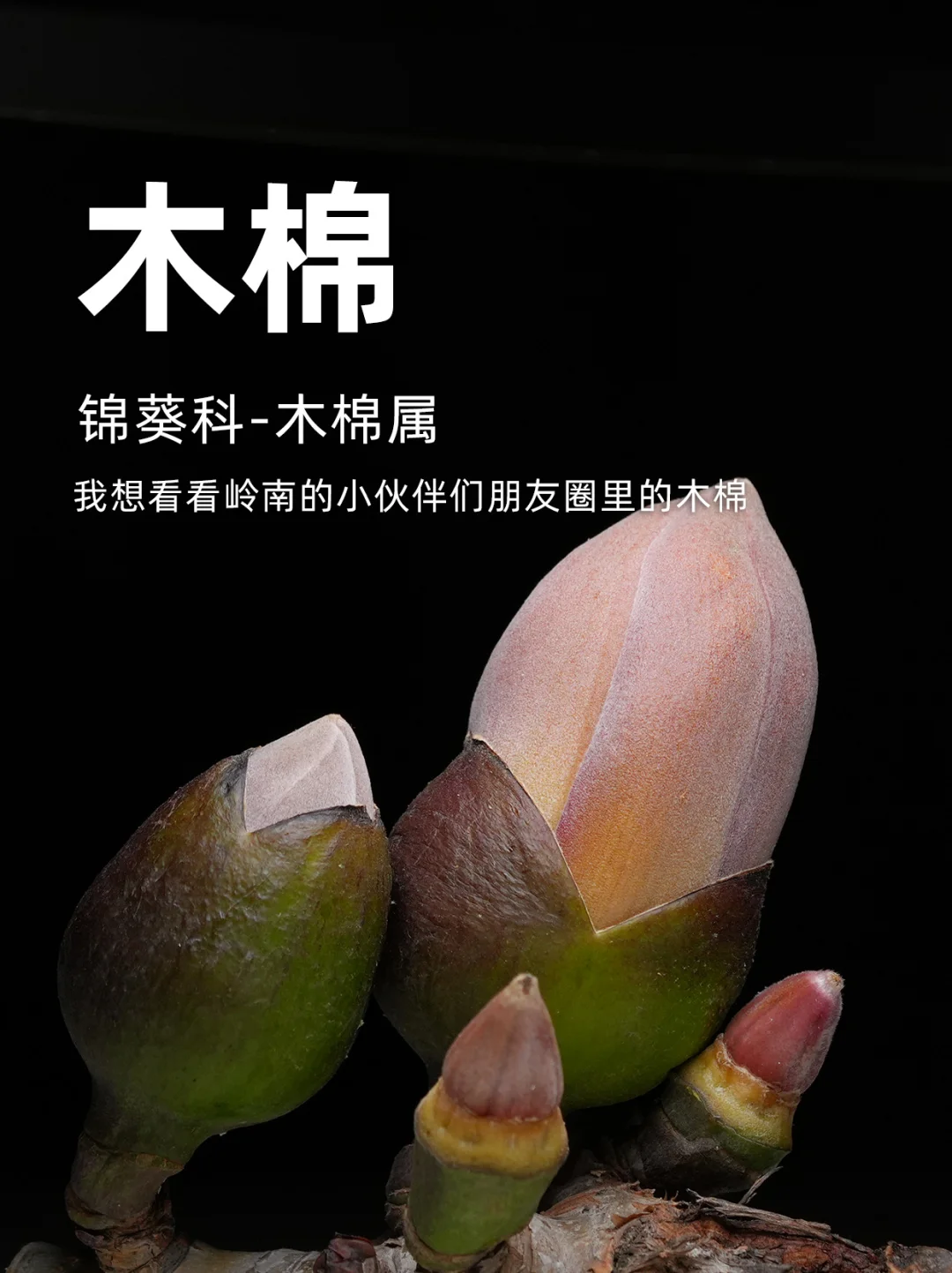 想看看你手机里，木棉花的春天。