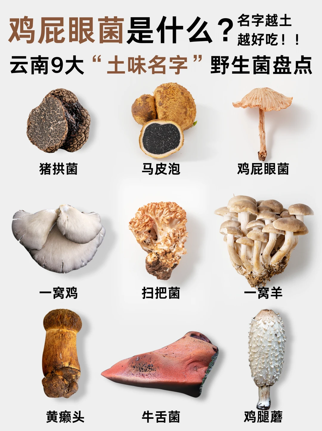 鸡屁眼菌？云南人给菌子起名，是认真的吗？