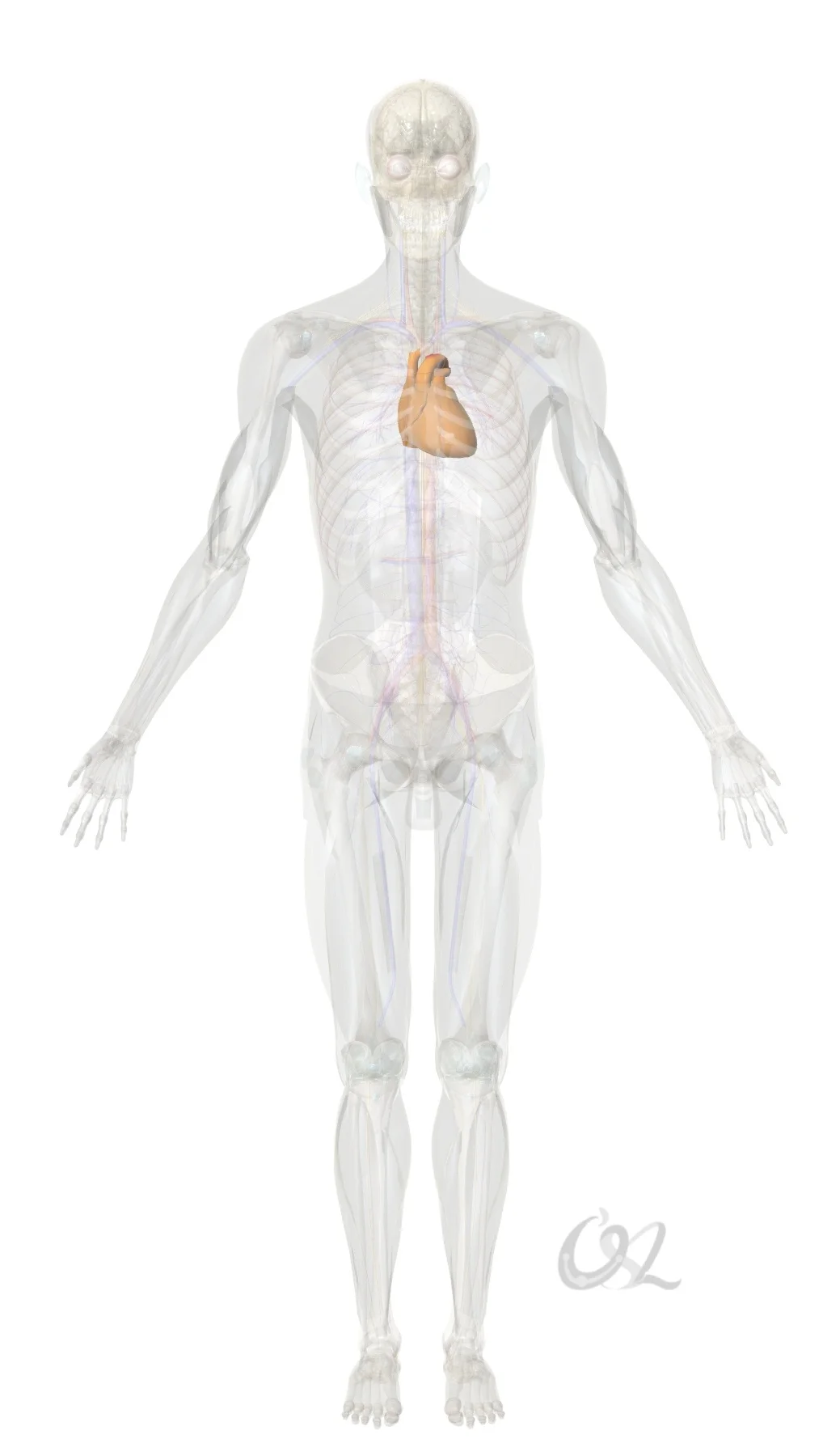 心脏有自己的大脑，是一个独立的神经系统，有大约4万个神经元与大脑紧密相连。