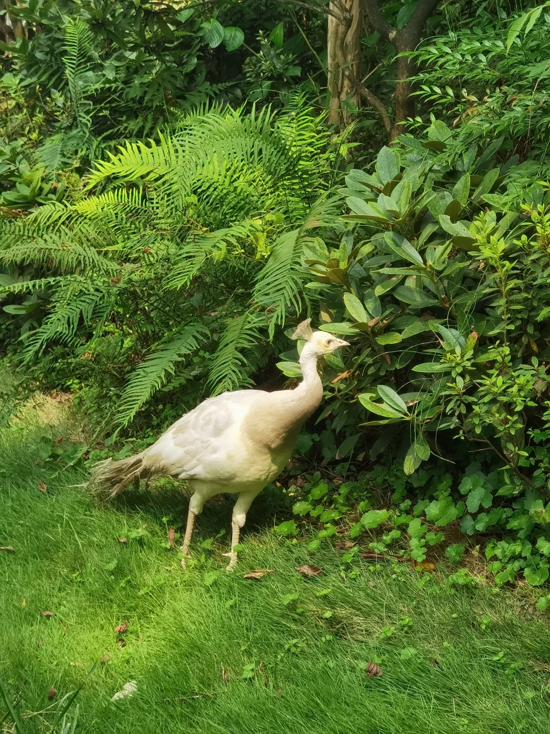 近距离观察白孔雀