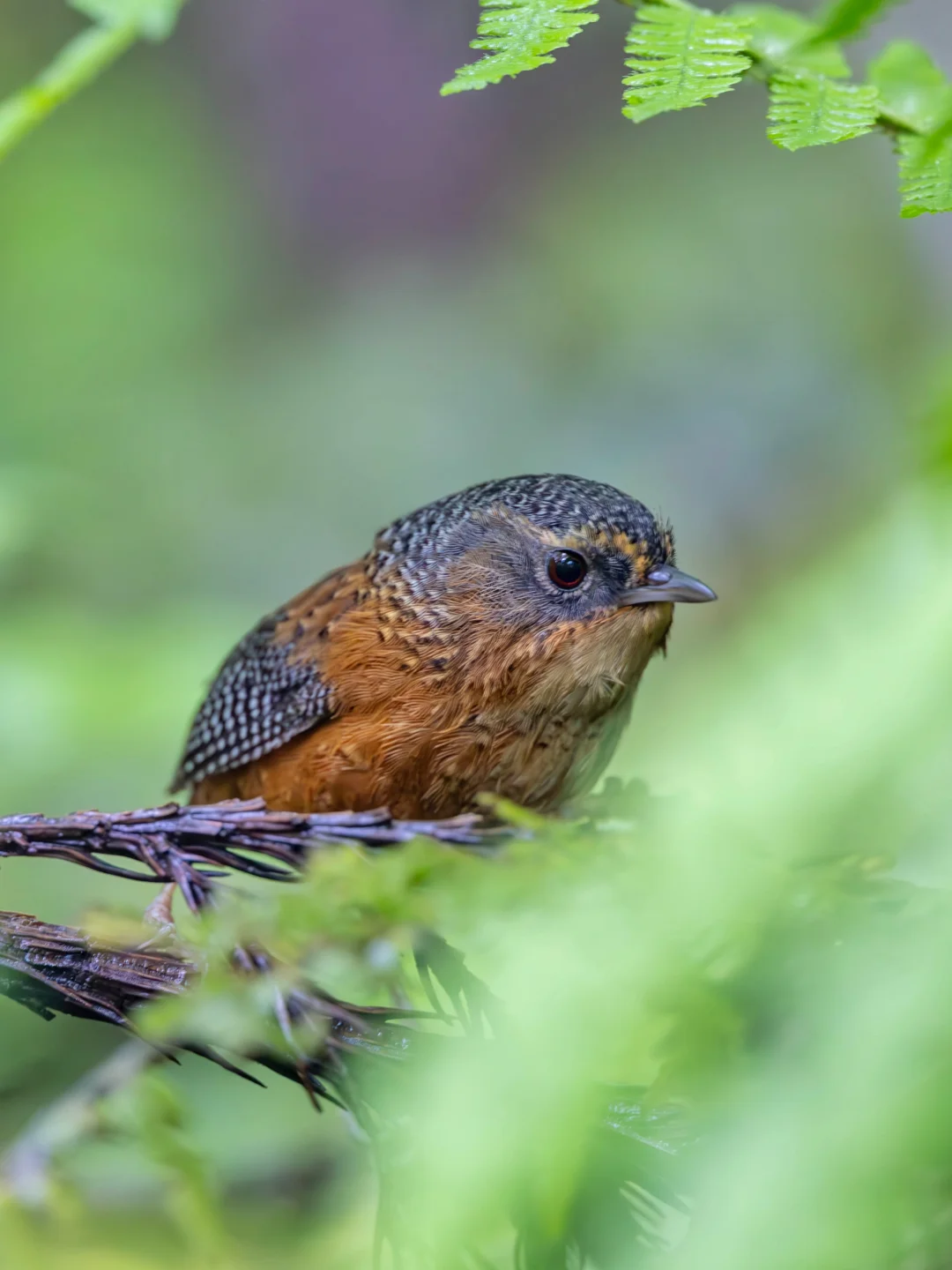 谁懂啊？在这个时节能看到斑翅鹩鹛太难了