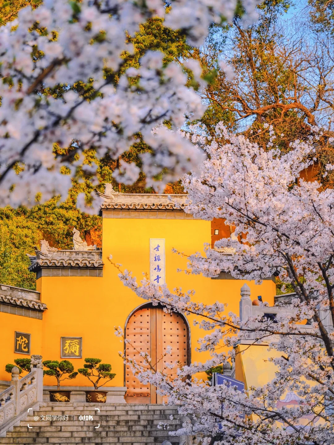 全国爱拍照的中国人终于在鸡鸣寺遇到劲敌！