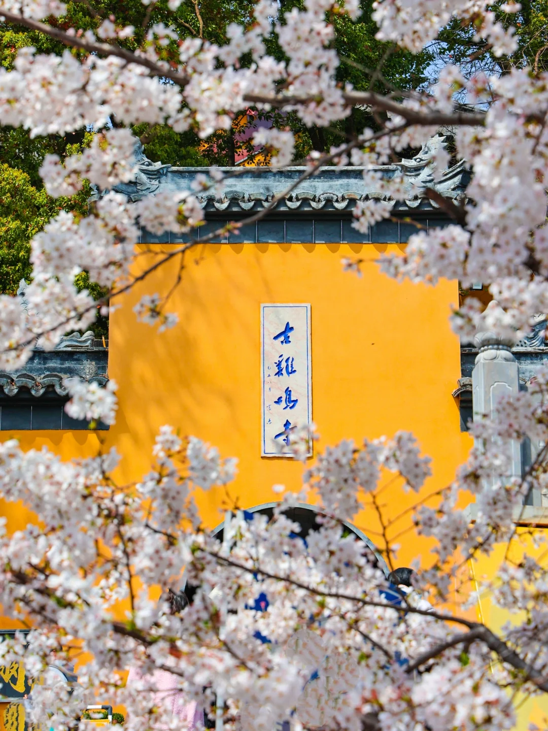 我来南京只办一件事！赏鸡鸣寺樱花！