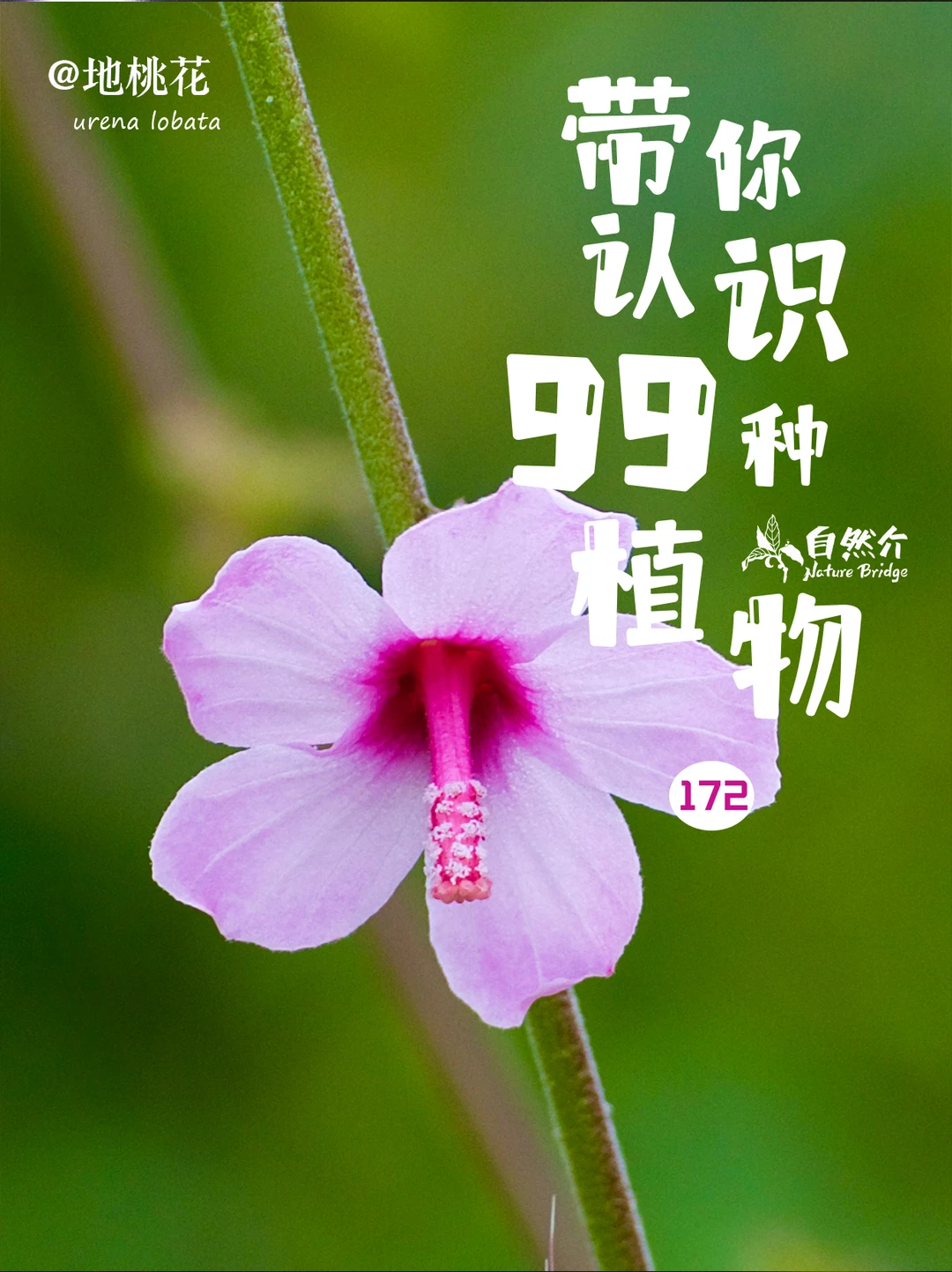 带你认识99种植物