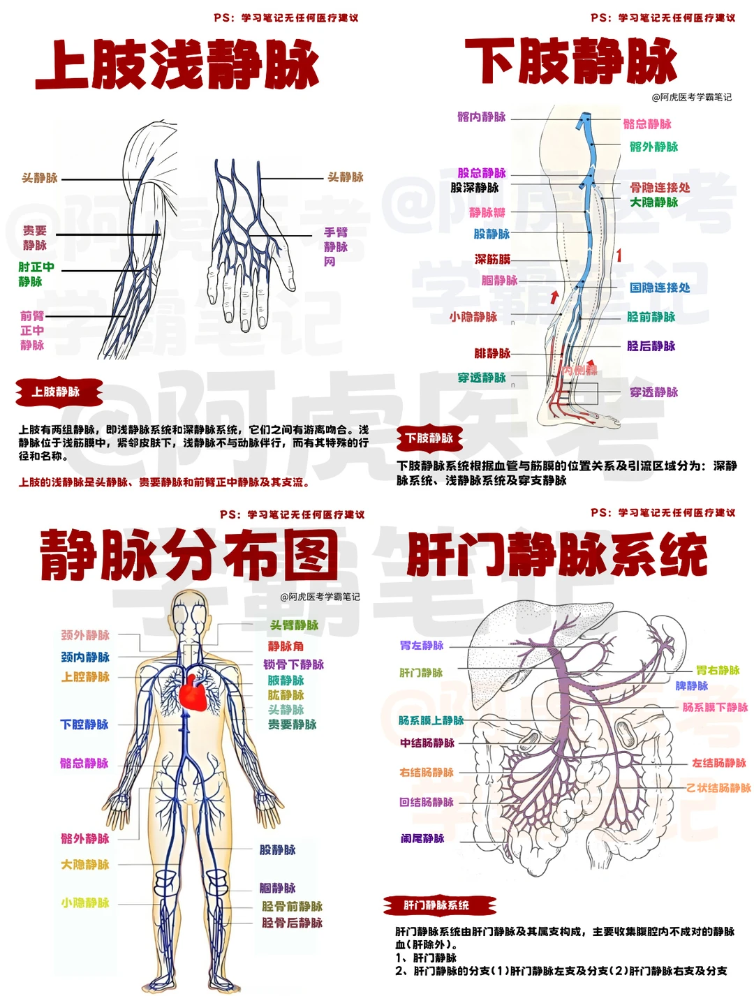 阿虎医考医学生笔记📒：静脉知识合集👆