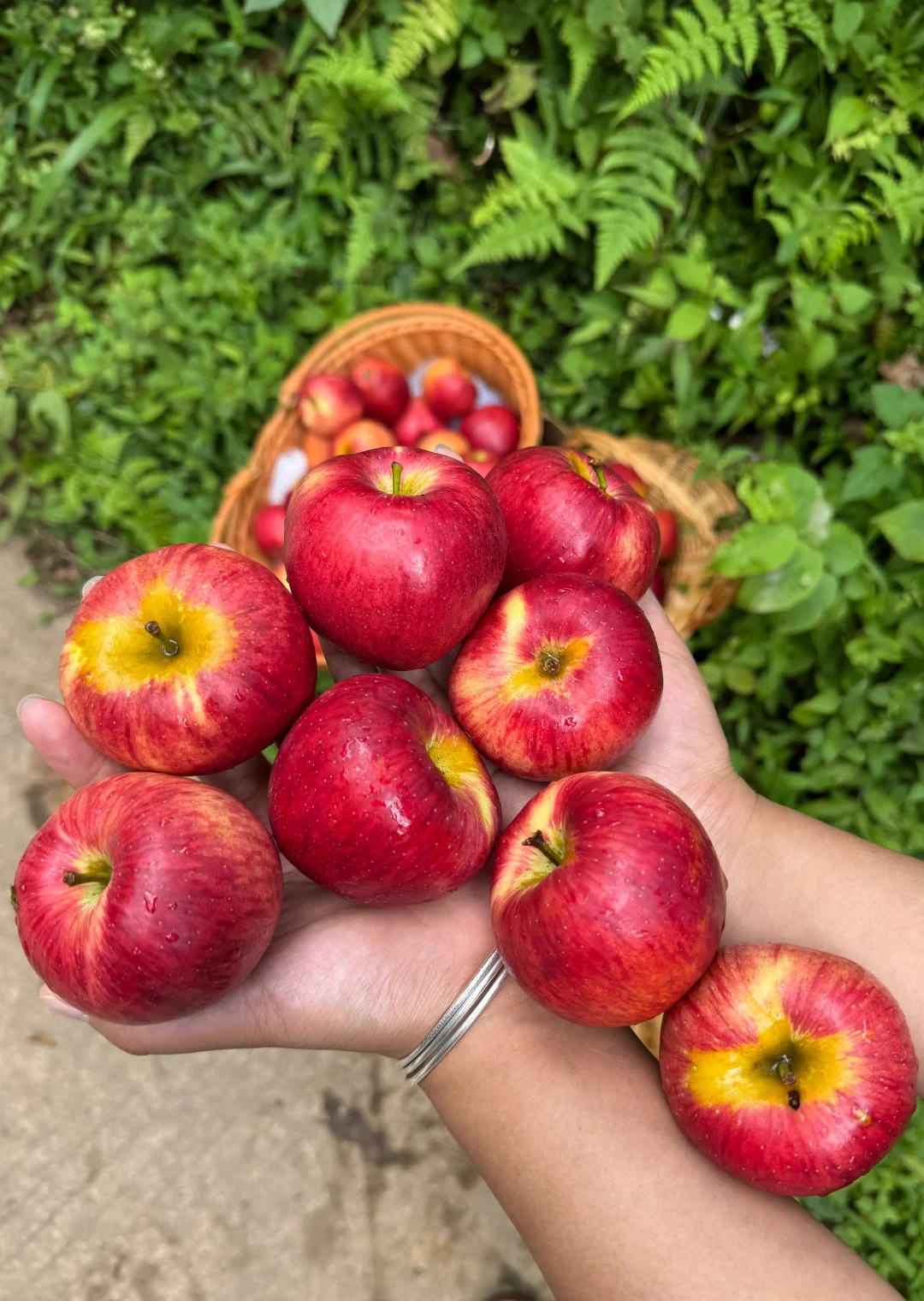 这个小樱桃小苹果真的是又脆又甜。