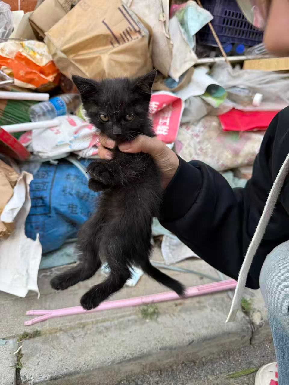 别人的假期：要山要海要自由
我的假期：捡猫逗狗找领养… ​