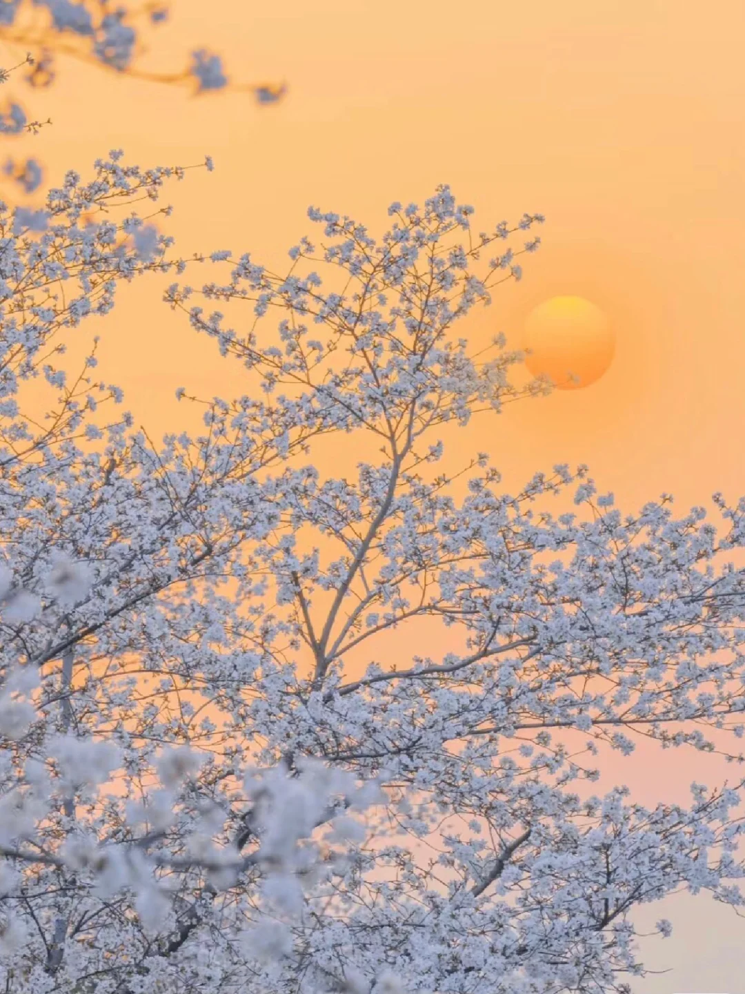 接下来的武汉，比任何时候都要美…