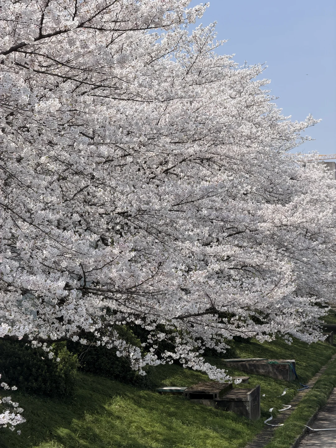 3.29实况原图直出，杭州樱花是美貌🌸