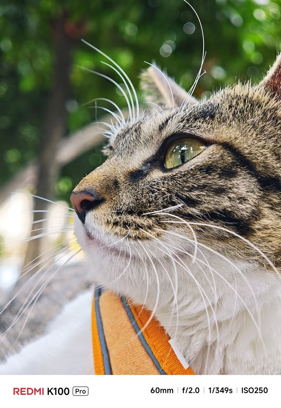 今日份的吸猫快乐已就位🐱
