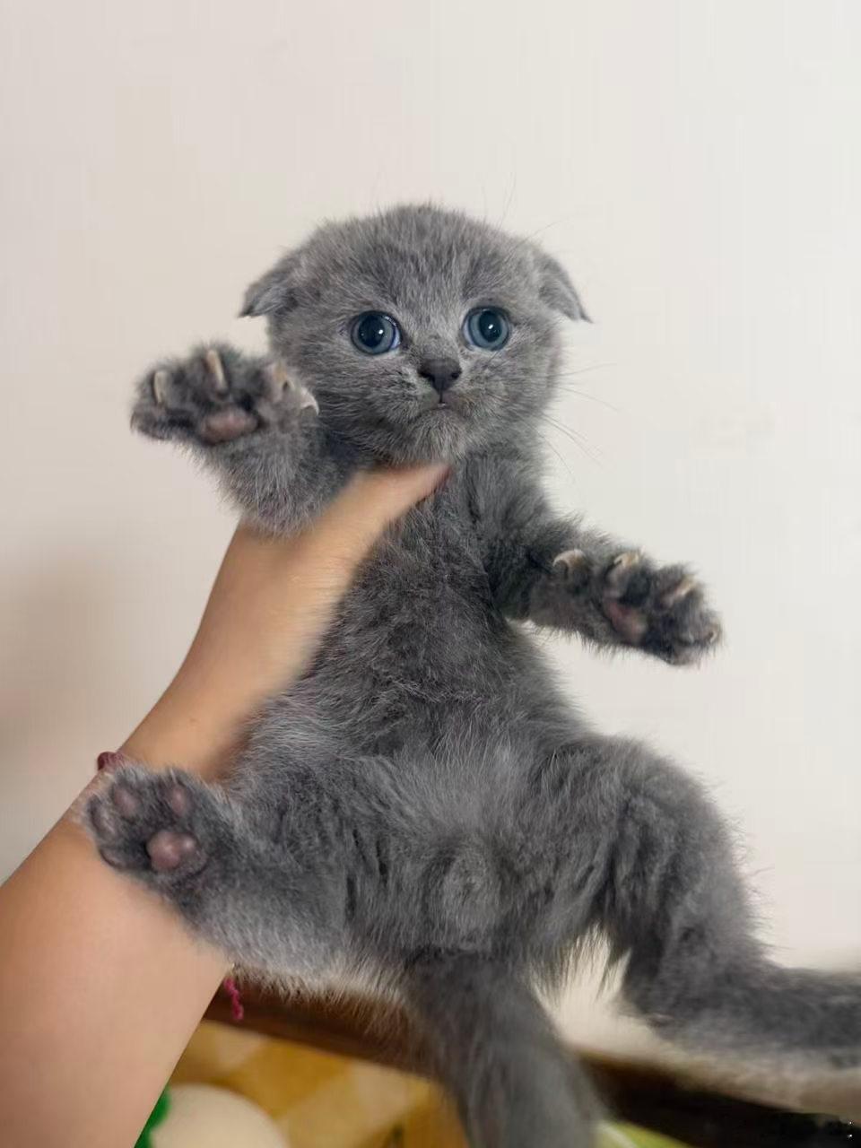 有了一只小猫，还想领养一只可爱又粘人的小猫。可不想领养一个大人，养不起。[允悲][允悲][允悲]#43岁未婚未育她决定领养闺蜜# ​